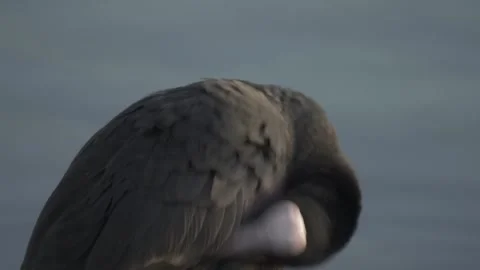 Coot preening on calm water with reflection Video stock 331039493