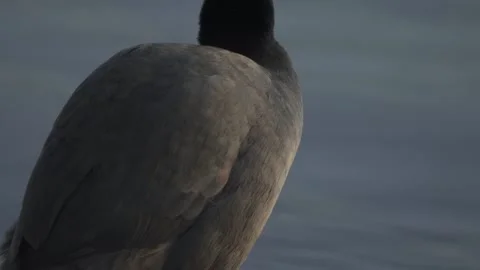 Coot preening feathers close up on calm water Stock Footage 331039494