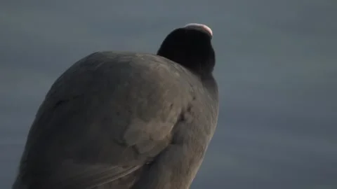 Coot preening feathers close up on calm water Stock Footage 331039495