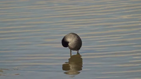 Coot Preening itself standing in a lake Video stock 162551940