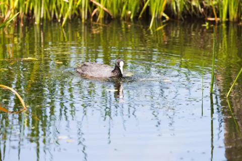Coot pulling weed out of water in summer Foto stock