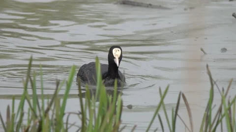 Coot quickly swims along thickets of green shoots of cattail in search of food Stock Footage 239605062