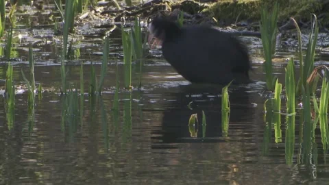 Coot in the reed in spring Stock Footage 262456776