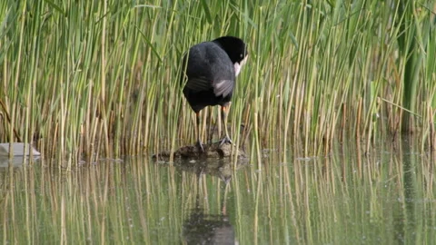 Coot in the reeds Vidéo 91737285