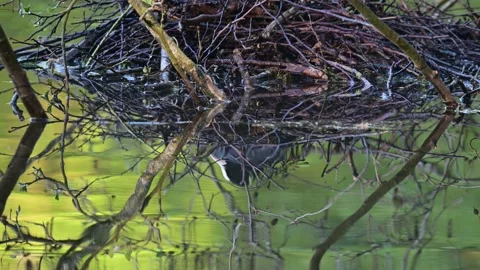 Coot reflections on the water under their nest,  spring Stock Footage 154808799