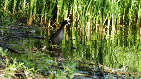 Coot on the river Video stock 90483321