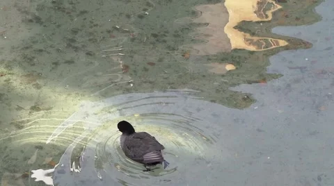 Coot in river with reflection 库存影片 50009662