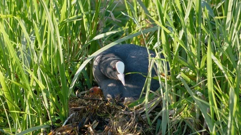 A Coot roosting on its nest with three chicks 스톡 동영상 129642344