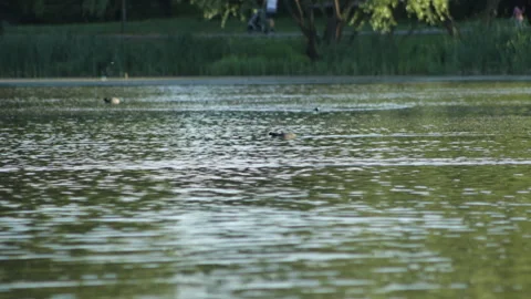 Coot running on the lake Stock Footage 90609909