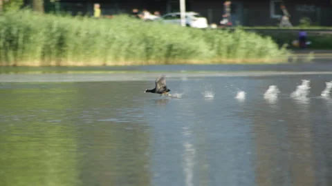 Coot runs 库存影片 91738604