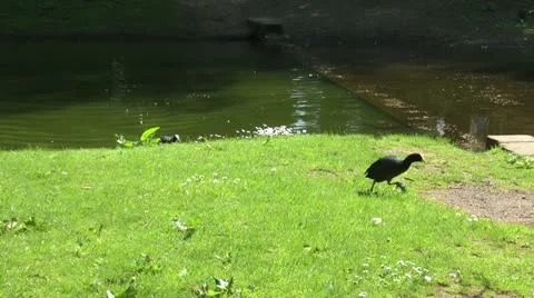 Coot Runs On Path Stock Footage 15798261