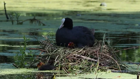 Coot sat on its nest with chicks Vídeos de archivo 133795602