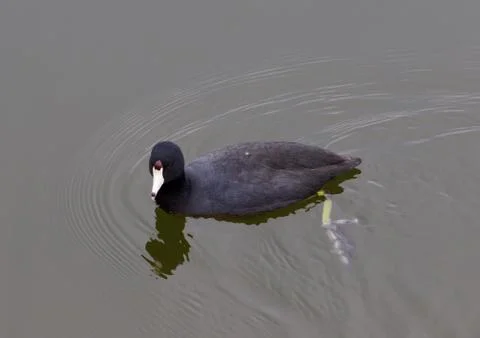 The coot is searching something Stock Photos