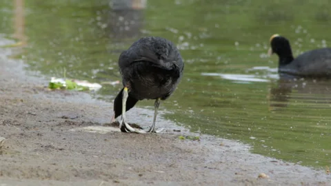 Coot on the shore Video stock 90607860