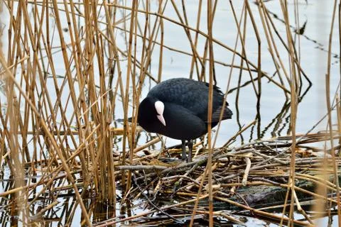 Coot sits on the nest Stock Photos