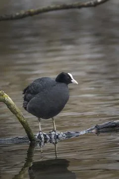 Coot sitting on a log Foto stock