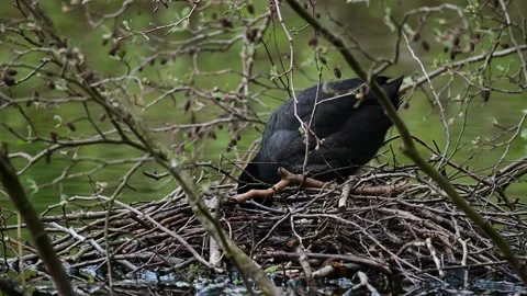 Coot sitting on the nest and looking for the eggs, spring Video stock 150500847