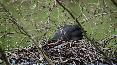 Coot sitting on the nest and looking for her eggs, spring Video stock 150500937