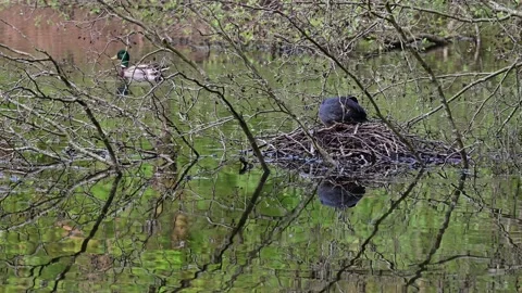 Coot sitting on the nest for brood with a calling mallard, spring Video stock 153612309