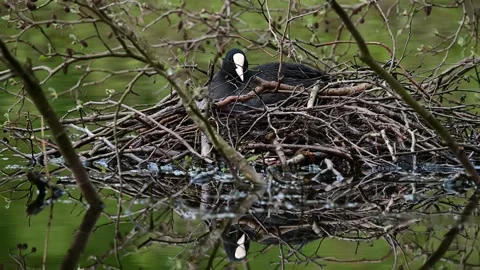 Coot sitting on the nest for brood, spring Stock Footage 150501008