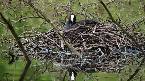 Coot sitting on the nest for brood, spring Stock Footage 150501013