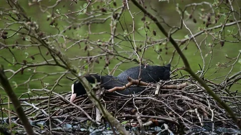 Coot sitting on the nest for brood, spring Stock Footage 153610975