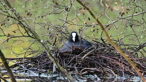 Coot sitting on the nest for brood, spring Video stock 153611721
