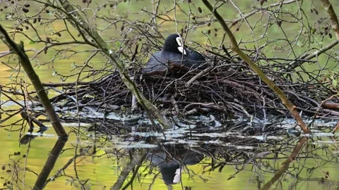 Coot sitting on the nest for brood, spring Video stock 153611767