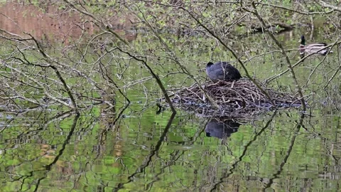 Coot sitting on the nest for brood, spring Video stock 153612269