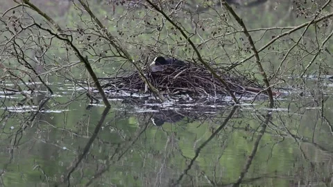 Coot sitting on the nest for brood, spring Stock Footage 154531550