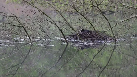Coot sitting on the nest for brood, spring Stock Footage 154531551