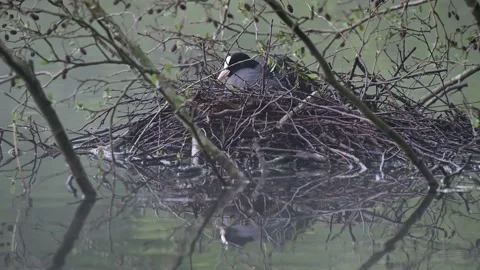 Coot sitting on the nest for brood, spring Stock Footage 154533787