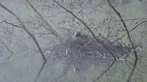Coot sitting on the nest for brood, spring Stock Footage 154807587