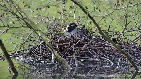 Coot sitting on the nest for brood, spring Stock Footage 154808555