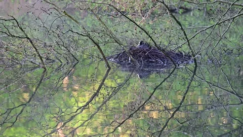 Coot sitting on the nest for brood, spring Stock Footage 154808584