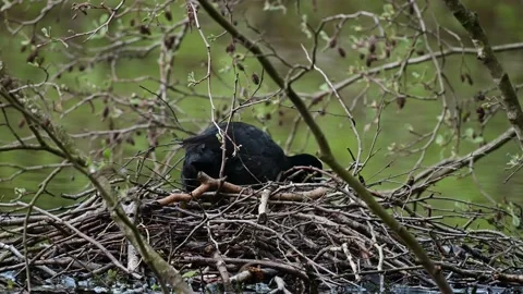Coot sitting on the nest for build, spring Stock Footage 150500784