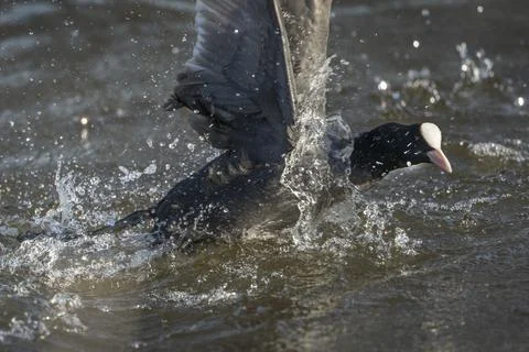 Coot splash Stock Photos