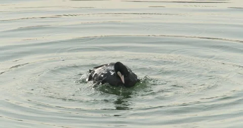Coot splashing water Video stock 231012383