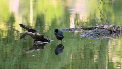Coot stands in a lake Video stock 91177892