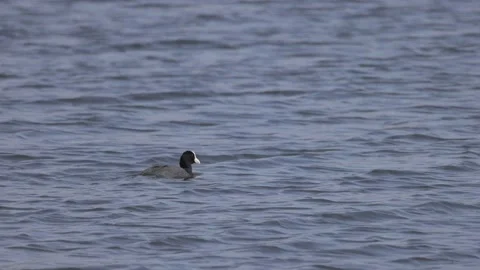 Coot in the sunlight, 4K slomo Stock Footage 176317791