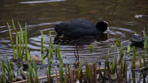 Coot Swimming 01 스톡 동영상 21876961