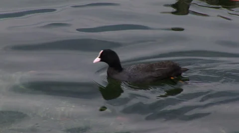 A coot swimming in Com's lake Stock Footage 38808724