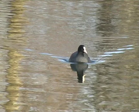 Coot swimming Stock Footage 63009