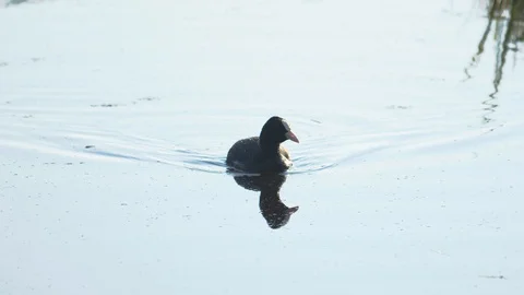 Coot swimming 스톡 동영상 129641708
