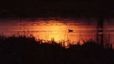 Coot swimming at sunset Stock Footage 105678254