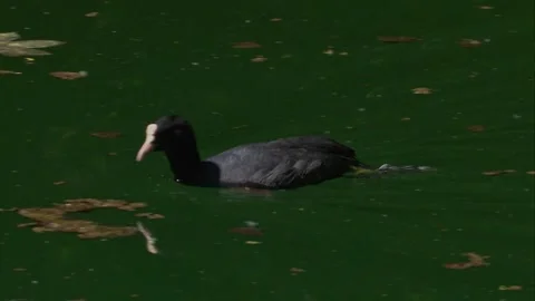 Coot swimming through algae bloom on a pond with legs visible underwater Stock Footage 327714709