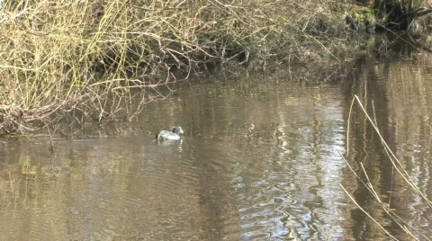 Coot swimming in the water 3 Stock Footage 351753