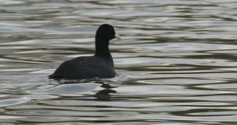 A coot swims alone on a lake Video stock 253487586