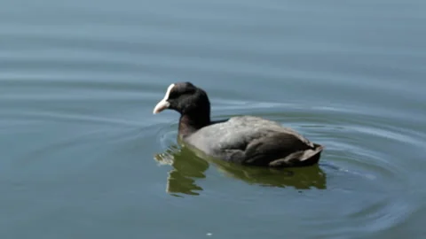 Coot swims Vidéo 90376904