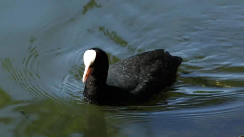 Coot swims Video stock 91178150